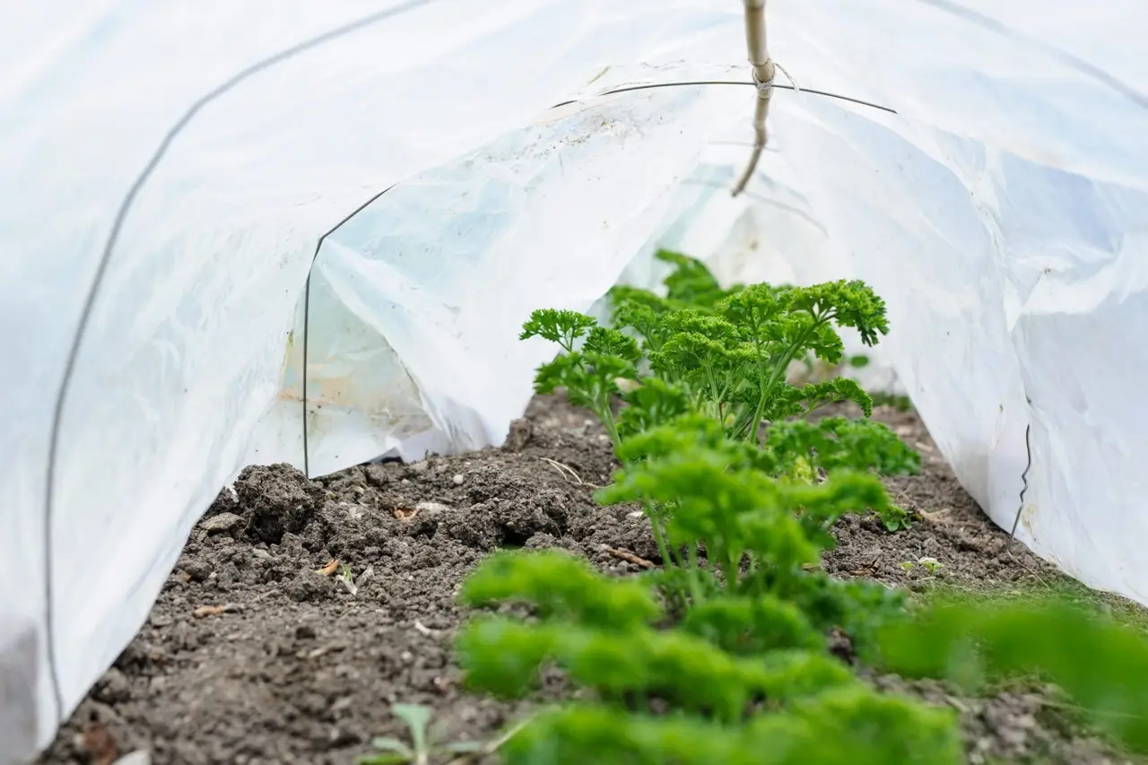 Perché il pacciame soffoca le piante? Il modo giusto di applicarlo