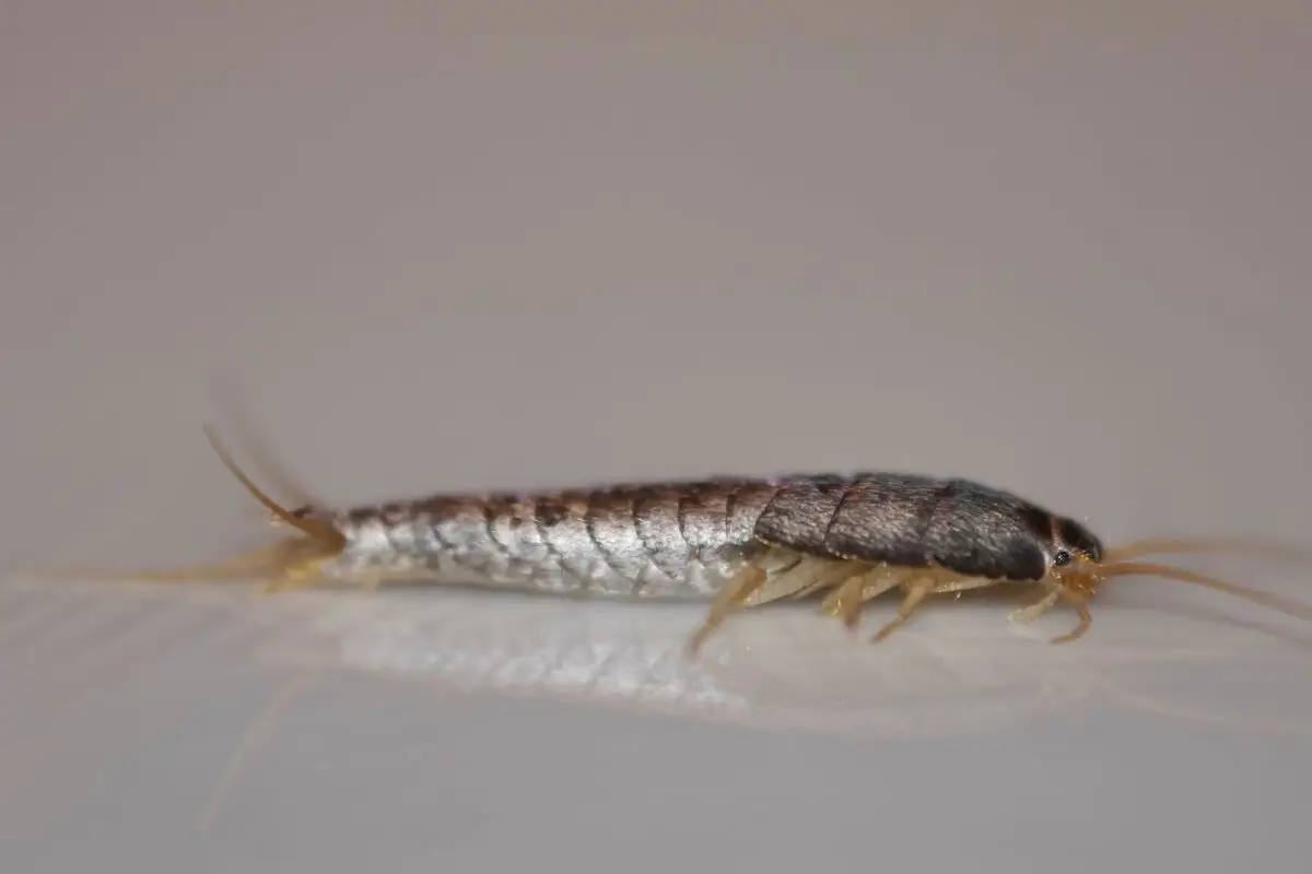 Allarme igiene o umidità eccessiva: ecco cosa significa quando trovi i pesciolini d’argento in casa