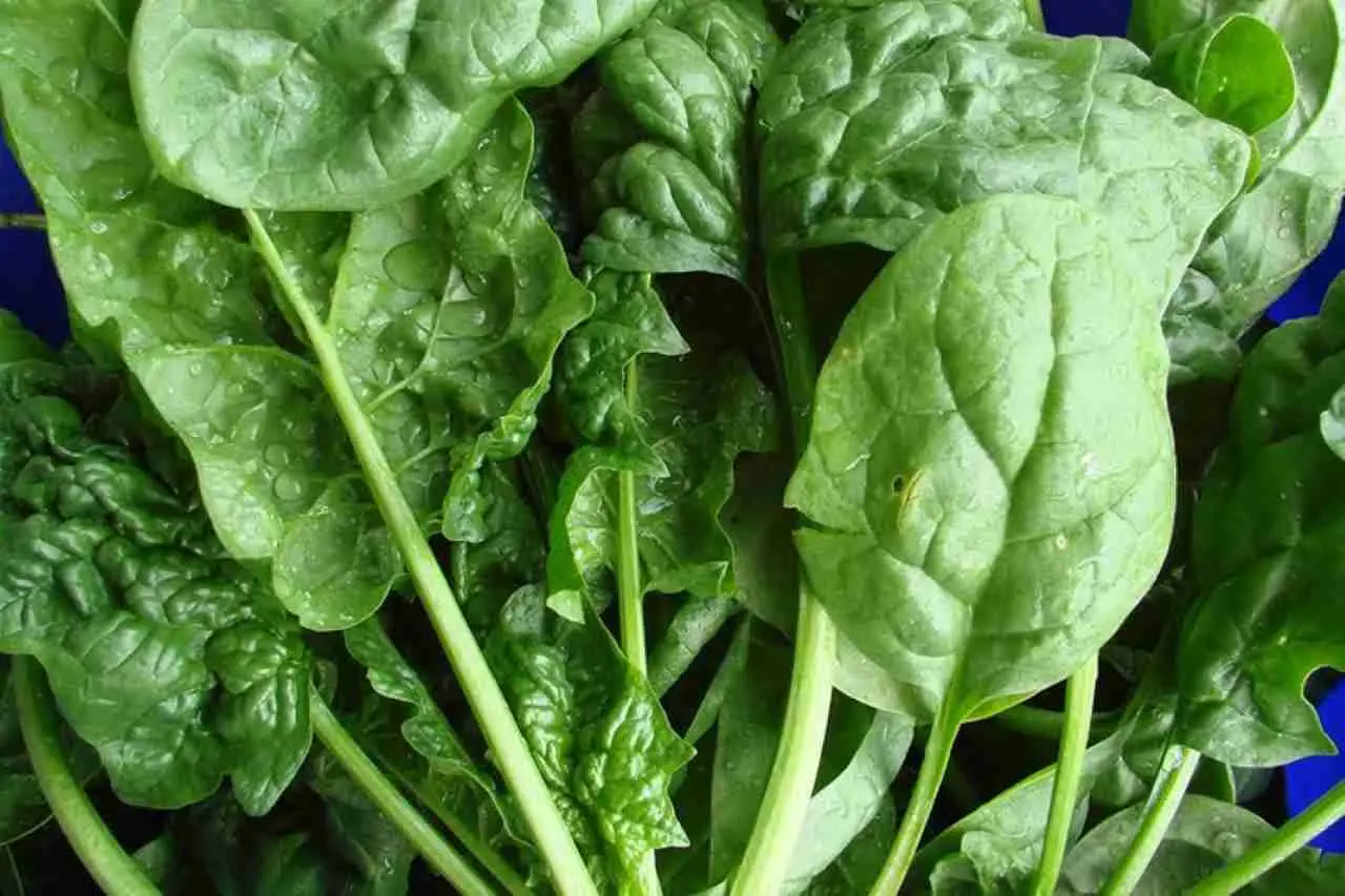 La parte più strana delle piante che mangi: ecco cosa sono davvero i tessuti vegetali