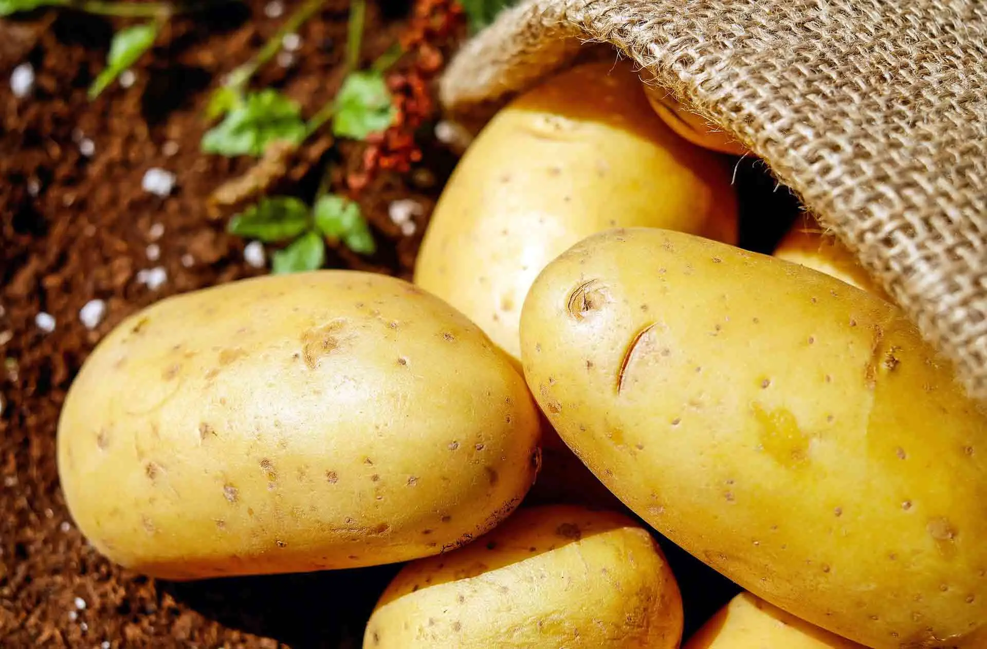 Le tue patate sono così? Ecco come riconoscere subito la malattia e salvarle