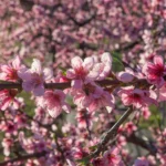 Piantare un mandorlo: ecco perché è la scelta migliore per il tuo giardino