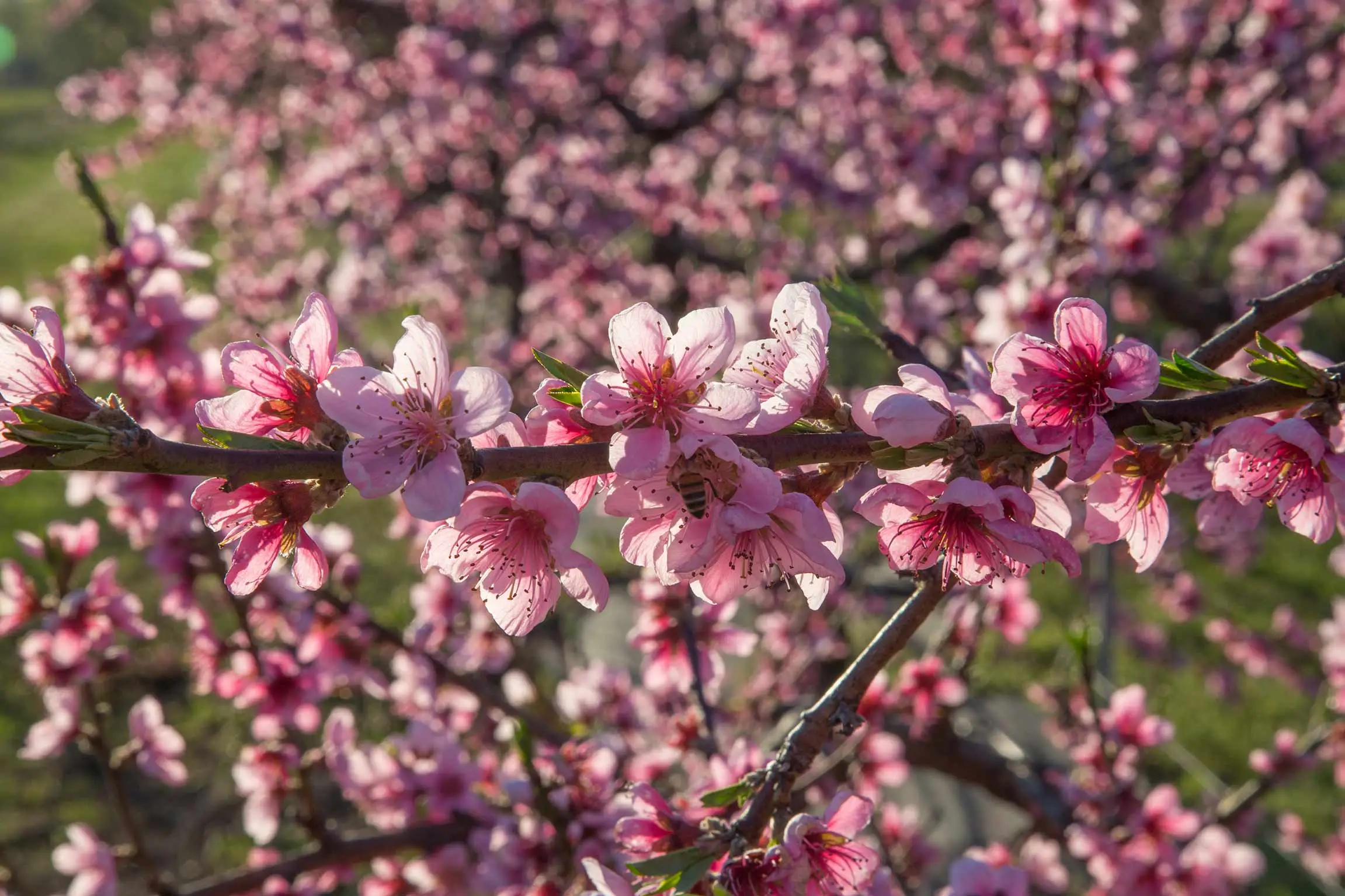 Piantare un mandorlo: ecco perché è la scelta migliore per il tuo giardino