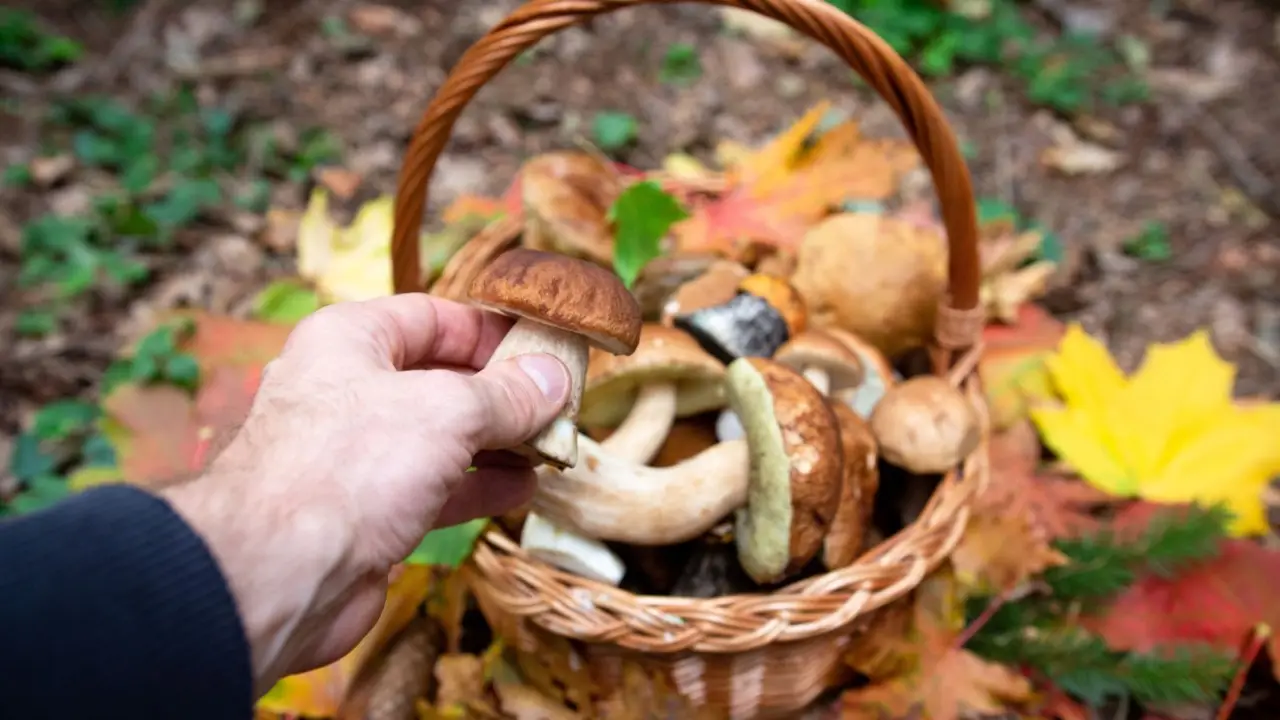 Mangiare funghi porcini ogni giorno: le conseguenze su colesterolo e glicemia