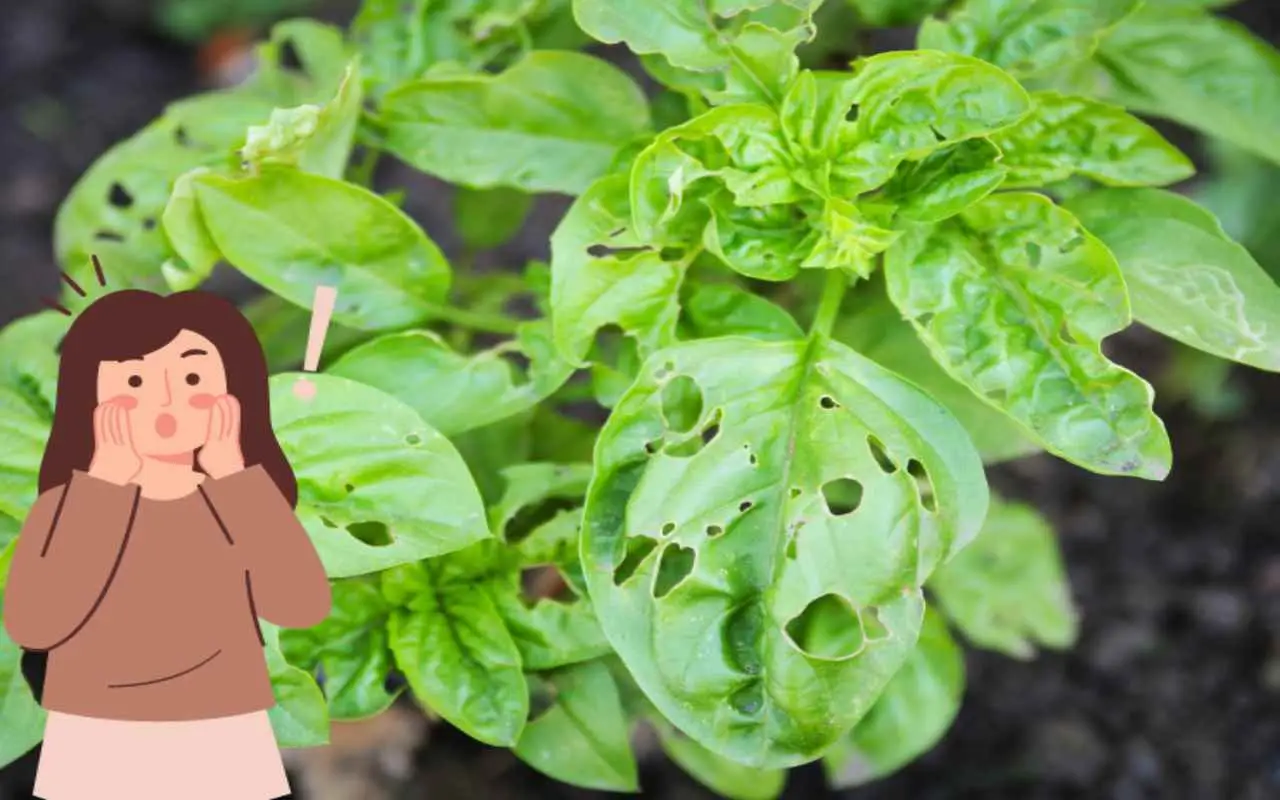 Hai una pianta con i buchi sulle foglie? Ecco cosa la sta mangiando e come salvarla