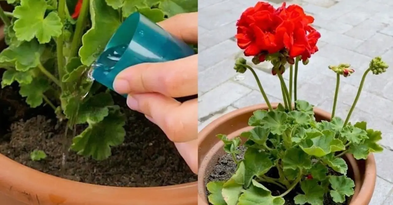 Metti i gerani sotto il sole cocente? Ecco cosa succede davvero