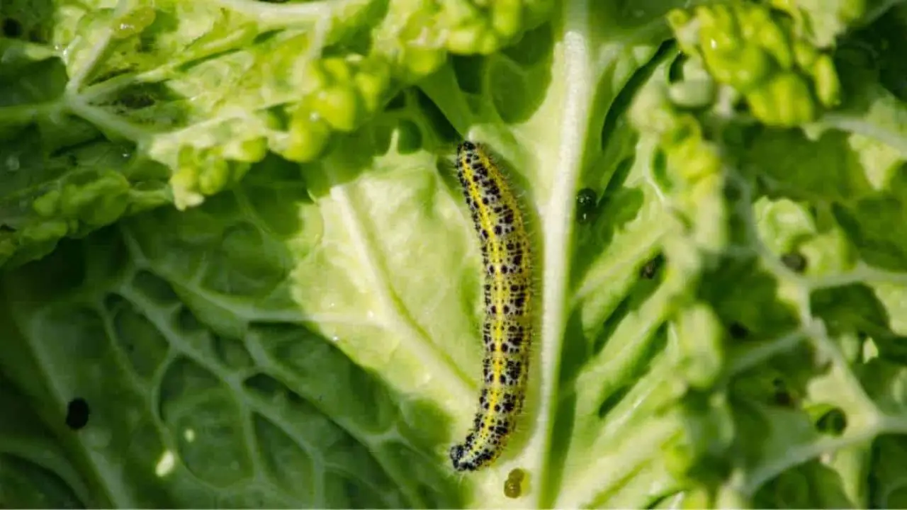 Insetti sul cavolo e broccolo? Ecco il metodo definitivo per eliminare la cavolaia