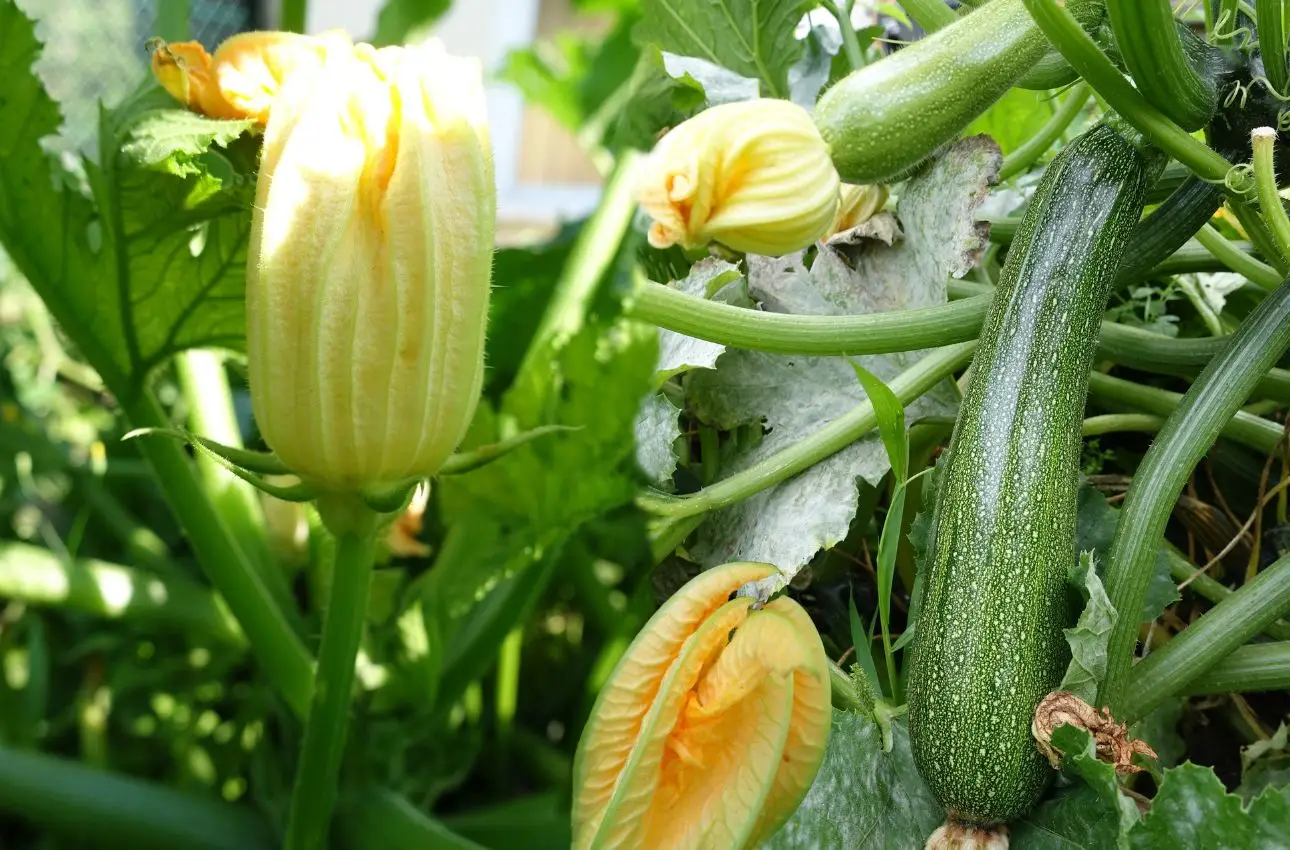 Allarme nell’orto: perché le tue zucchine fanno solo fiori e non frutti? Ecco la soluzione