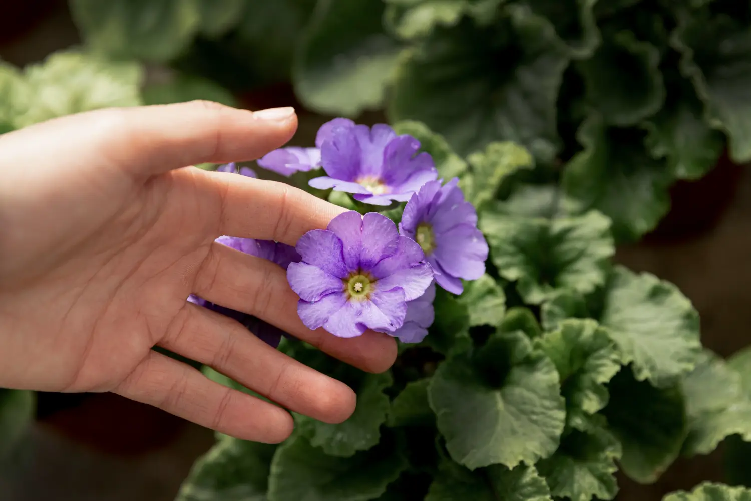 Le tue violette africane non fioriscono più, perché? L’errore con la luce e l’acqua