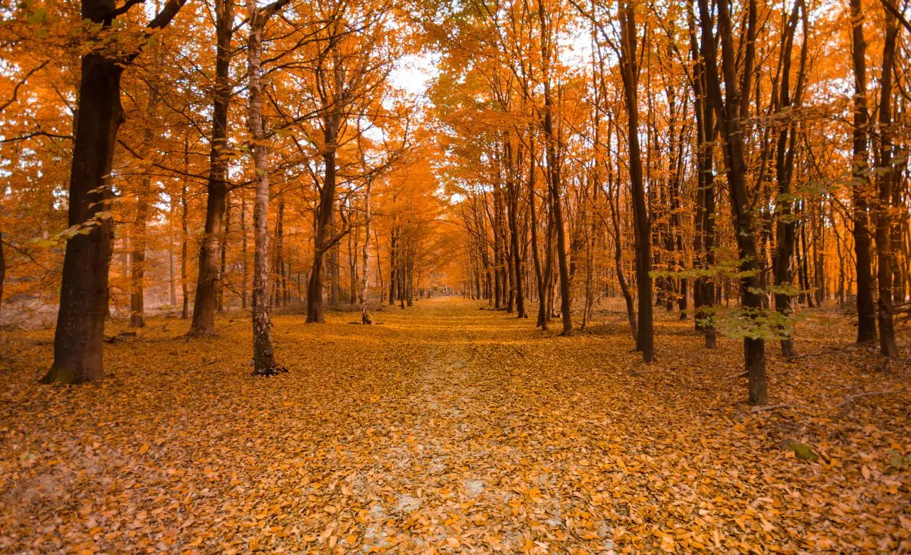 Non piantare questo fiore: ecco perché è fondamentale per il tuo giardino autunnale